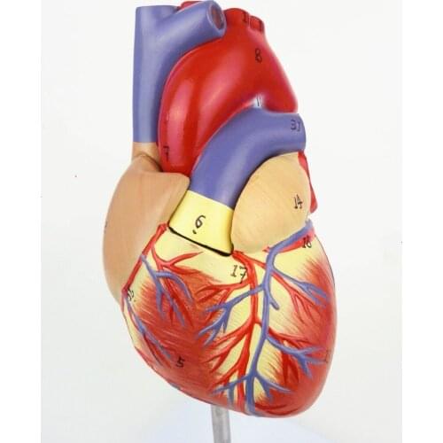1:1 Human Anatomical Heart Anatomy Viscera Medical Organ Model Number Mark Emulational+Stand Medical Science Teaching Resources
