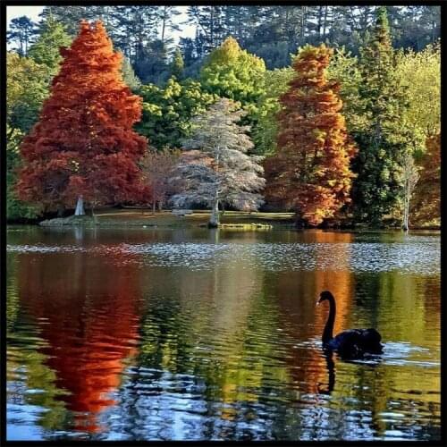 Trees shed black ducks Diy 5d Diamond Painting Cross Stitch Diamond Mosaic Pictures Diamond Embroidery cross stich needlework