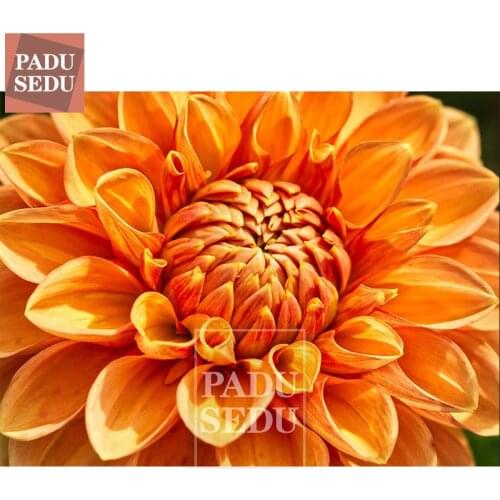 Diamond Painting Cross Stitch Flowers Picture Of Rhinestones Diamond Embroidery Full Round Flower Mosaic Pattern Decor Wall Home