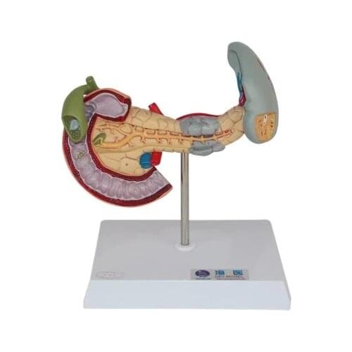 Spleen and pancreas Duodenum pathology model free shipping