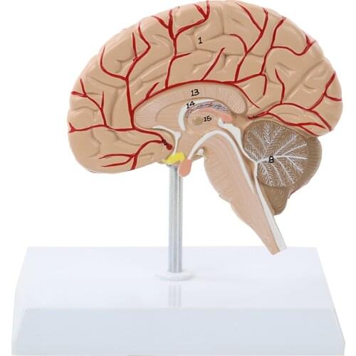 Human Right Brain Anatomical Model with Number Marker 1:1 Right Hemisphere Functional Area Model Teaching and Learning Tool