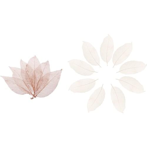 100 Pieces Mixed Pressed Dried Real Magnolia Skeleton Leaves for Scrapbooking, Cards Making, Bookmark Crafts (Whit & Coffee)