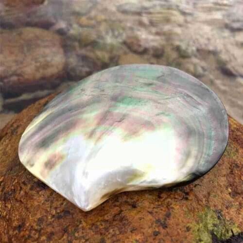 Natural Seashells Black Butterfly Shell Jewelry DIY Specimen Caviar Scallop Shell Nautical Restaurant Beach Seasoning Decor M2I2