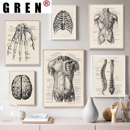 GREN Home Decoration Nordic Canvas Painting Human Anatomy Skeleton Organ Muscle Wall Art Print Poster Picture