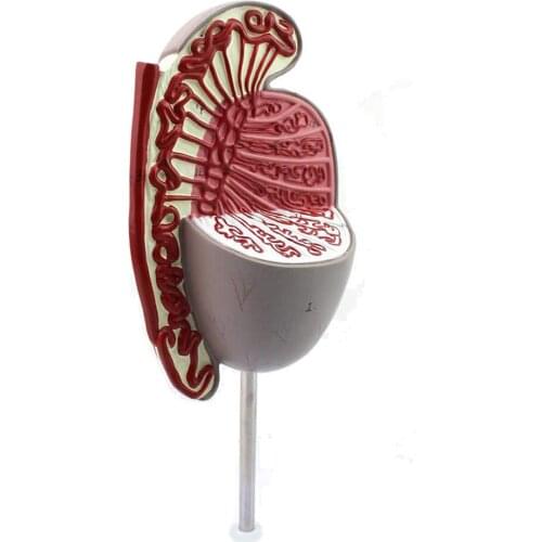 Human Anatomy - Testicular Structure Model Genitourinary, Zoom in 3.5 Times, Health Guidance Model Medical Teaching Aid