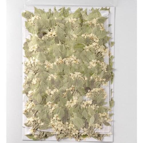 250pcs Pressed Dried Flower Pear Blossom With Stem Herbarium Epoxy Resin Jewelry Bookmark Phone Case Makeup Nail Art Craft DIY