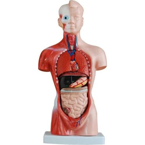 Torso model human internal organs chest and abdomen organs anatomy male female heart liver spleen lung kidney stereo assembly