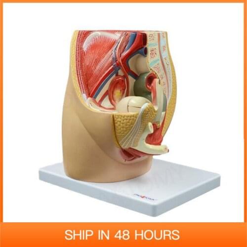 Female Pelvis Anatomy Model Uterus Anatomical Urinary System Detachable Educational Equipment Medical Tool Sciences