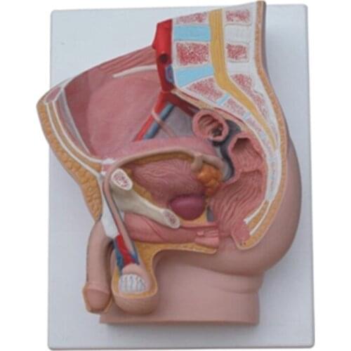 Male Sagittal Anatomy BIX-A1064 WBW235