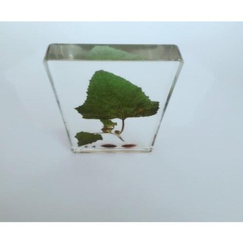 Resin Embedded Xanthium Specimen Real Plant Embedded Specimen Real Leaf Specimen Leaf Amber Biological Botany Teaching Aids