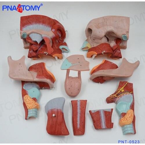 Human Head Muscle Model 10 Parts Skull Neck and Throat Anatomical Model Tongue Anatomy 2 Times Enlarged Oral Cavity