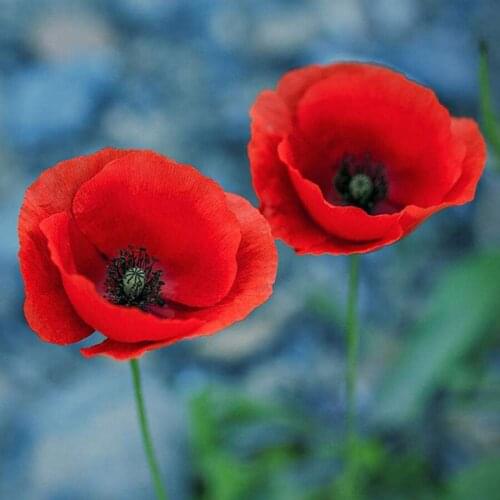 Full Square/Round Drill 5D DIY Diamond Painting "Red flowers" 3D Embroidery Cross Stitch 5D Home Decor Gift