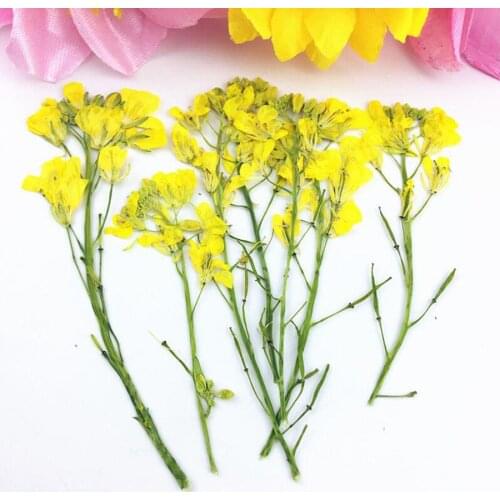 12pcs 4-8cm Pressed Dried Cole Flower With Stalk Plant Herbarium For Jewelry Postcard Phone Case Bookmark Craft DIY Accessories