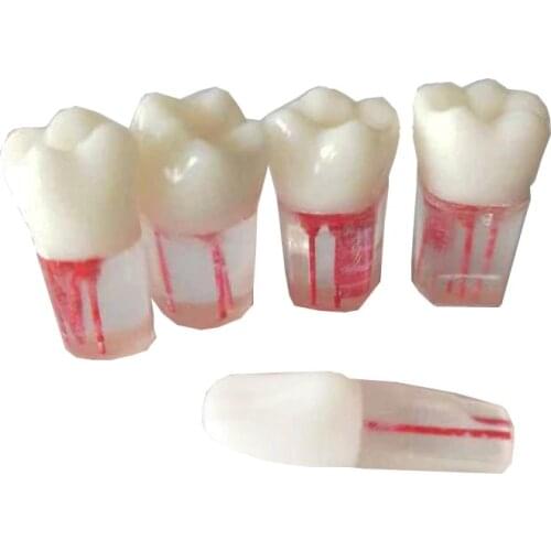 5PCS Dental Tooth Root Canal RCT Practice Pulp Cavity Clear Resin Teaching Model For Student Study Lab Equipment Tools