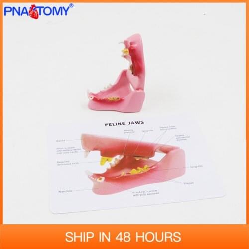 Feline Jaw Model Cat Teeth Anatomical Tool Animal Medical Gift Life Size PNT-2105