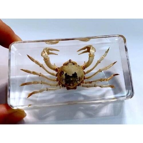 FREE SHIPPING Discount Sale Creative MO 8 fashion Specimen Books Tools Home Decorative Gift