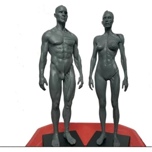 30cm Height Human Anatomical Anatomy Skull Blood Sculpture Head Body Model Muscle Bone Model Male and Female