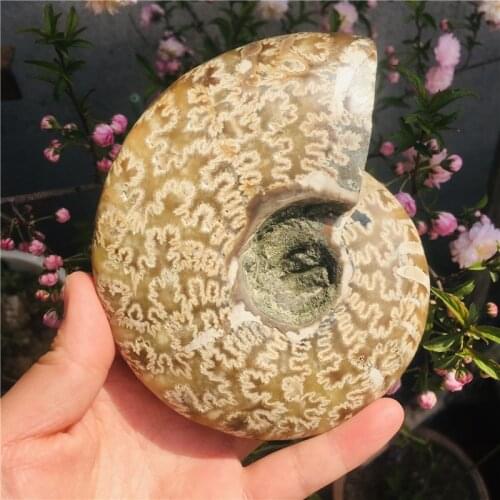 300-340g Natural AMMONITE PRETTY NAUTILUS MADAGASCAR FOSSIL SPECIMEN HEALING free shipping 1pc
