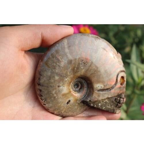 1PCS 206g natural quartz crystal snail fossil skull healing carving A8