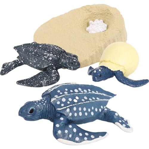 Turtle Life Cycle, Leatherback Turtle Growth Model, Classroom Accessories, Teaching Aids, Ages 5