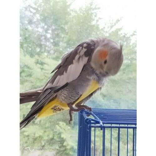 Wholesale Parrot Diaper Pet Birds Clothes Reusable Washable Nappies Flight Suit Dress for Different Sizes Flyers Bird