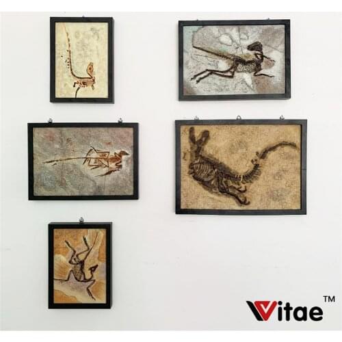 Vitae Sinosauropteryx Zhenyuanlong Microraptor Archaeopteryx Tyrannosaurus T Rex Fossil Photo Frame Dinosaur Model Toy