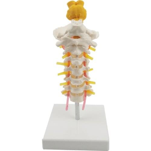 Medical skeleton model 7 cervical spine brainstem model brain anatomy medical tools