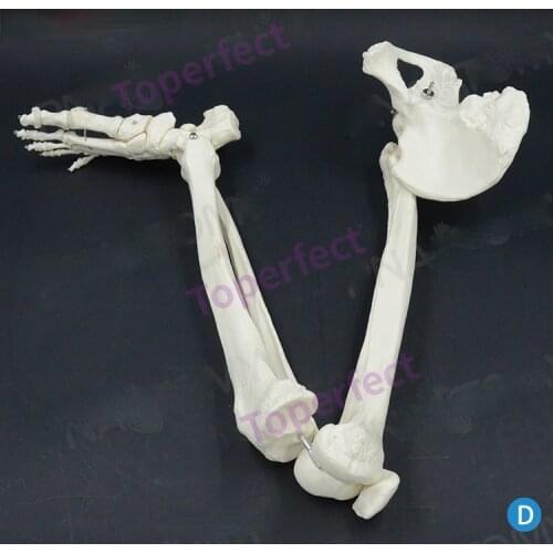 88cm Lower Limb Bones Hip Foot Joints Knee Joint Toes Patella Foot Bone Tibia Fibula Human Skeleton Model