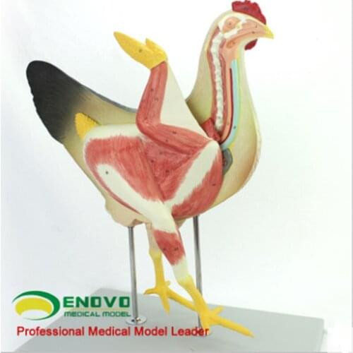 Chicken poultry anatomy model organs heart wing muscle veterinary study animal GOOD H