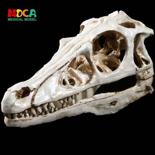 Interior decoration decoration Tyrannosaurus dinosaurs dinosaur skull specimen resin skull KLGT002