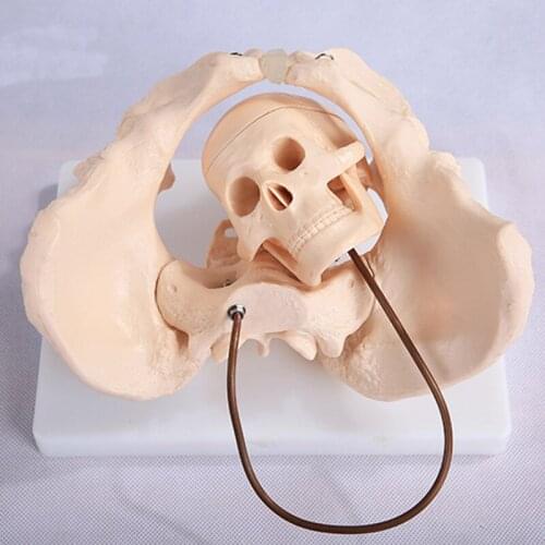 Woman Pelvis Model And Fetal Skull Midwifery Anatomical Skeleton Model BIX-A1038