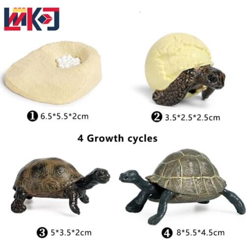 Turtle Growth Cycle Solid Simulation Toys Action Figures Model Educational Kids Toys Childrens Cognitive Creativity Diy Gifts