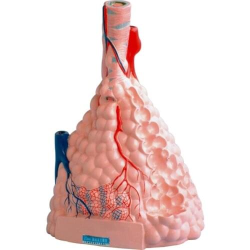 Human Respiratory System Alveolar Magnifying Anatomical Medical Teaching Model Medical Supplies