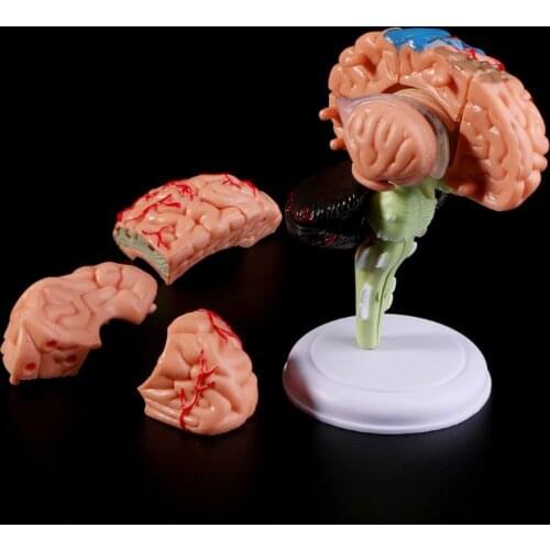 4D Disassembled Anatomical Human Brain Model Anatomy Medical Teaching Tool Statues Sculptures Medical School Use Drop Ship