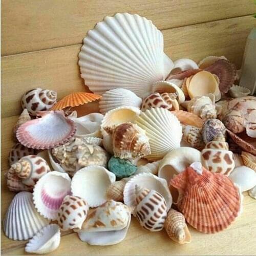 100G Beach Seashell Mediterranean style DIY Fashion Mix Sea Shells Natural Crafts for Aquarium Fish Tank Decor sea conch