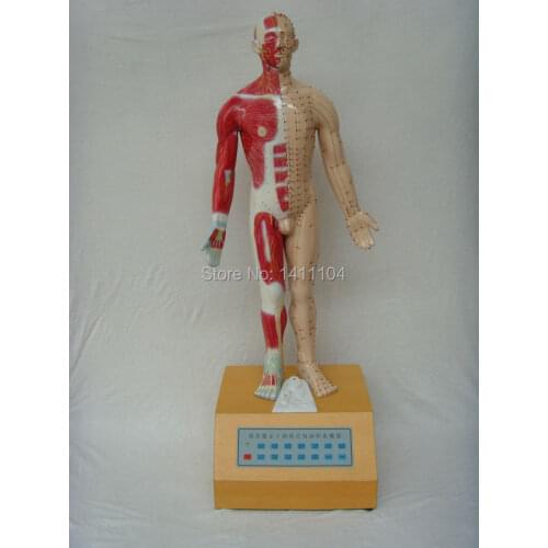 Free shipping&The voice prompt fourteen acupuncture acupoint electric anatomy model,medical education, technology exhibition
