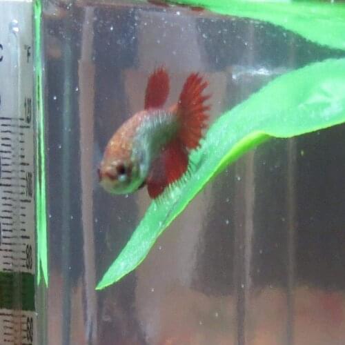 Simulation Water Grass Green Artificial Plastic Water Plant Grass Simulation Aquatic Plants Fish Tank Aquarium Decor Supplies