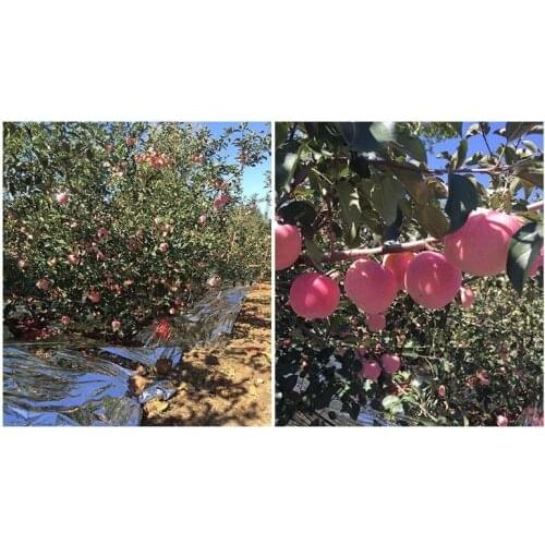 80CM/60CM Width Agricultural PET Reflective Mylar Film Greenhouses Fruit Trees Apple Grapes Increasing Temperature Light