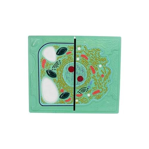 Animal and plant cell contrast model medical biology anatomy learning