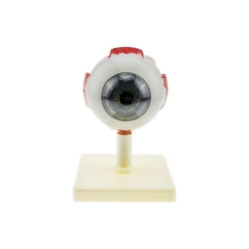 Eyeball anatomical structure structure model teaching material science and education equipment 3 times student learning