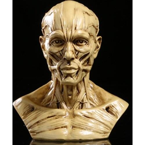 MRZOOT Resin Craft Art Painting Statues For Model Replica Decoration Skull Home Accessories Medical