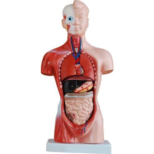4D Anatomical Assembly Model of Human Body Organs for Teaching Education Medical Science School скелет человека