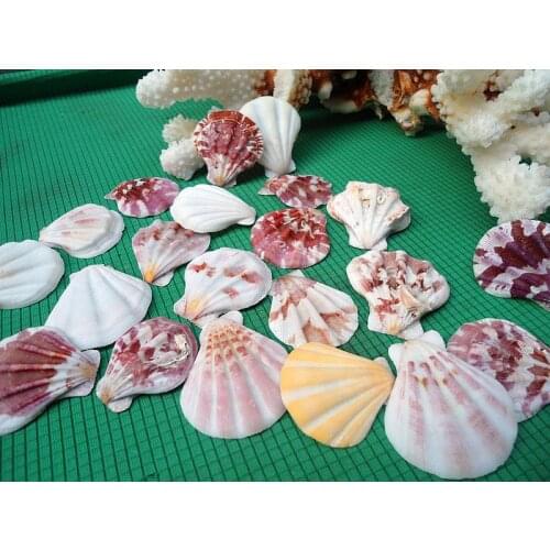 HappyKiss 5pcs Natural bottles household table fish tank conch DIY manual material stick a wall decoration sea shells