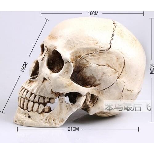 Mongolian 1: 1 human skull model life size resin skull model art teaching human skeleton model free shipping