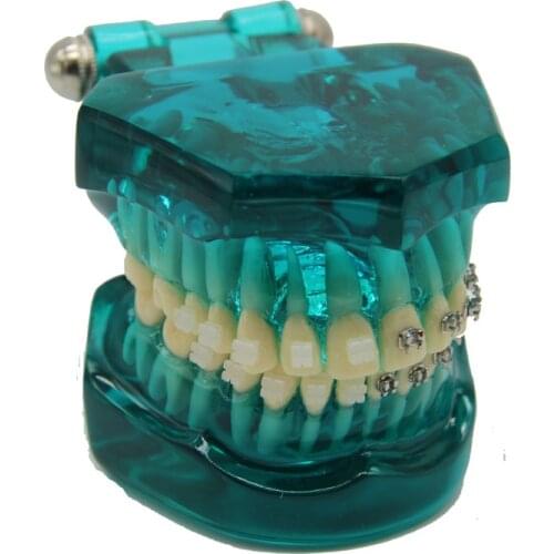Standard 28 teeth model M3003/Dental ceramic bracket demonstration tooth model/Dental metal bracket demonstration tooth model