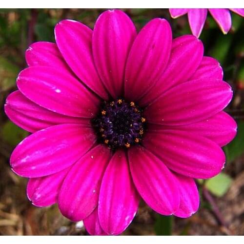 3D DIY Diamond Painting 100%full Square Drill Home Decor Painting 5D Cross Stitch Diamond Embroidery Flowers Mosaic Pattern