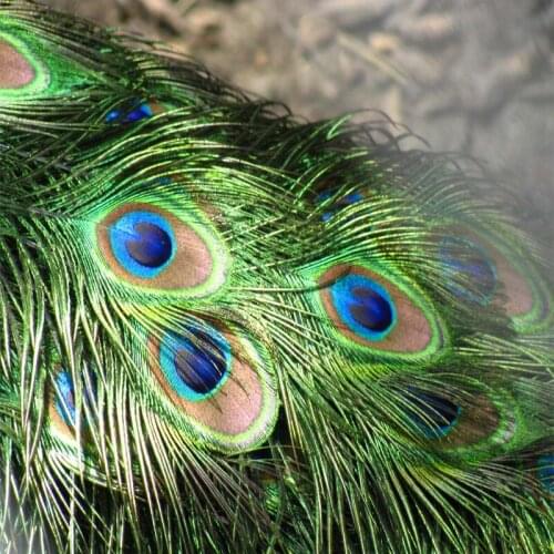 CHINAZP Factory TOP Quality 10pcs/lot Length 25-30cm Eye-Width 3.5-4.5cm Beautiful Natural Peacock Feathers