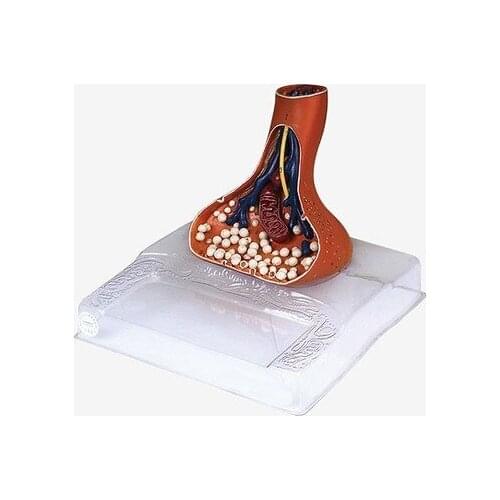 Nerve endings scale-up model Teaching demo equipment Teaching simulation demonstration model free shipping