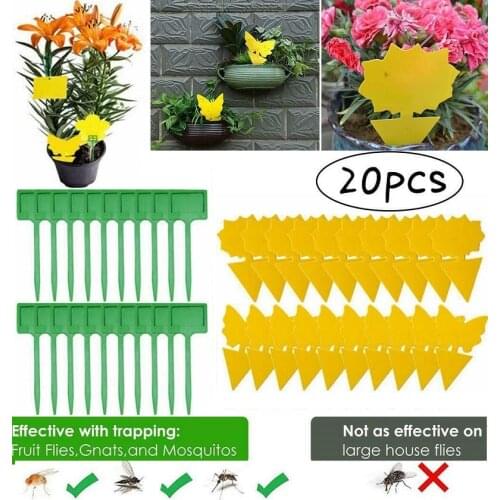 20 Sticky Fruit Fly Trap and Fungus Gnat Traps Killer for Indoor and Outdoor, Protect The Plant, Disposable Glue Trappers