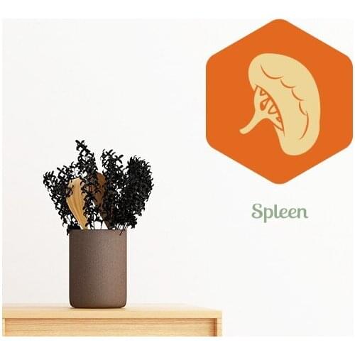 Body Internal Organs Bladder Kidney Pancreas Spleen Stomach Removable Wall Sticker Art Decals Mural DIY Wallpaper Room Decal